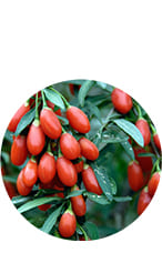 Ingredient 1